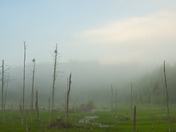 Misty morning - Parc du Mont Orford