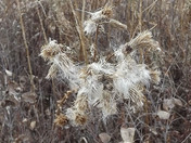 DSCF0142winterthistles.jpg