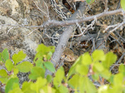 Writing on Stone Sept 4 2011 272b.jpg