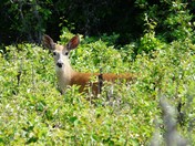 Deer in Meadow