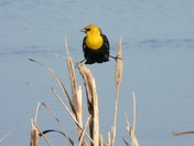 Yellowheaded Blackbird