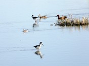 Black Necked Stilt and friends.JPG
