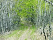 Aspen grove in spring