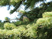 Nuthatch in May 09.JPG