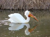 Pelican May 09JPG.jpg