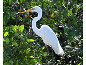 Great Egret