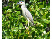 Black-Crowned Night-Heron