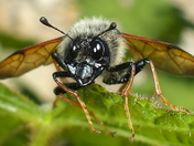 Sawfly