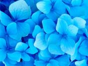 Burnaby Mountain Hydrangeas