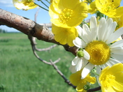 buttercups and daisy