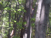 Pileated Woodpecker