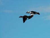 Buffleheads in flight
