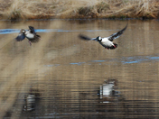 Bufflehead ducks taking off