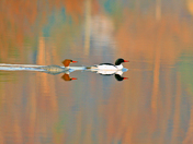 Mergansers on Glass