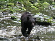 Black Bear