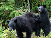Moma and baby bear