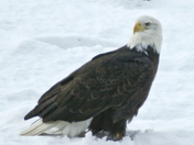 AA bald eagle 00.jpg