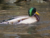 Water on a ducks back