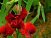 Iris June 4, 2012.jpg