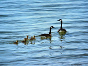 Canada Goose Family
