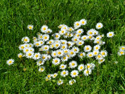 Flowers May 10, 2012.jpg
