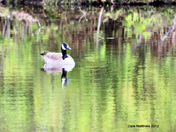 Canada Goose May 4, 2012.jpg