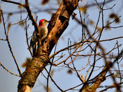 Downey Woodpecker April 29, 2012.jpg