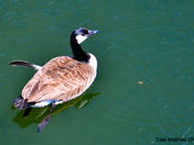 Canada Goose April 29, 2012.jpg