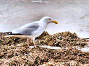 Herring Gull and Dinner.jpg