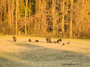 Wild Turkeys.jpg