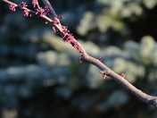 Redbuds.JPG