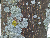 Lichen