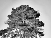 Pine Tree B and W.jpg