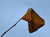 Last Leaf