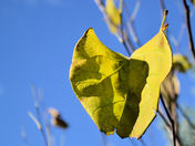 Autumn Leaf of a Redbud Tree.JPG