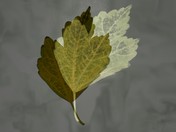Rose of Sharon Autumn Leaf Collage.jpg