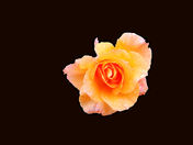 Rose with Blk Background.jpg