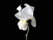 White Iris