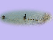 Canada Goose Family