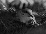Nesting Mourning Dove in Black and White