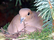 Mourning Dove 2 March 31, 2011.JPG