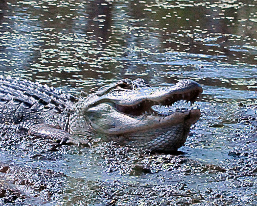 St. Marks NWR
