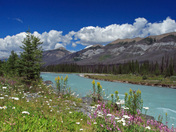 Wildflowers along the Kooteney River