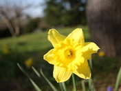 Daffodill