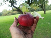 Apple Picking in Ottawa, ON