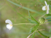 Wild Flora geometry.