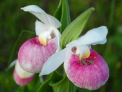 Beauty in the ditch.