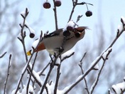 Bohemian Waxwing