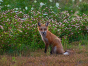 Red Fox