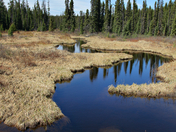 Muskeg Creek